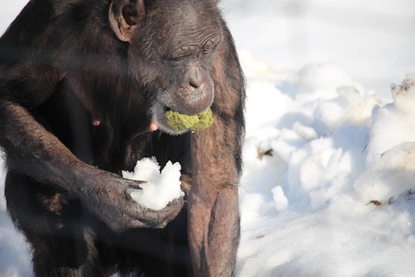 web_Jody_alfalfa_cubes_in_mouth_forage_snow_in_hand_YH_kh_IMG_8573