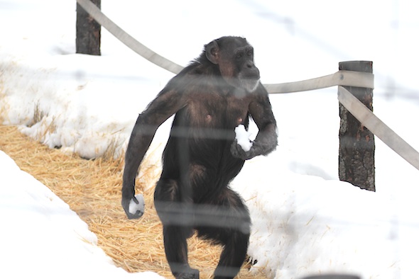 Jody walking with snow