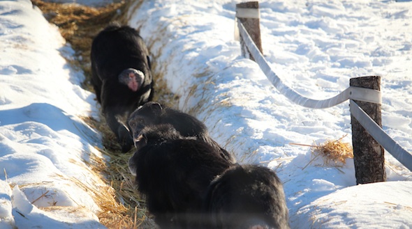 web_Line_of_chimpanzees_yh_AW_IMG_8357