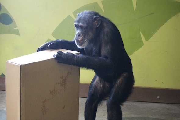 web_Missy_bipedal_open_box_enrichment_PR_kd_IMG_7873