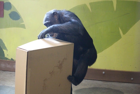 web_Missy_stand_open_box_enrichment_PR_kd_IMG_7874