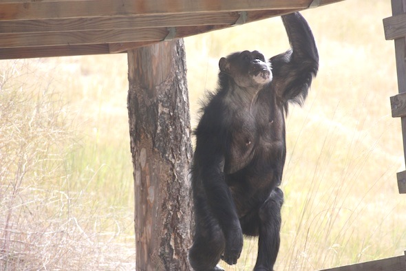 Negra climbing