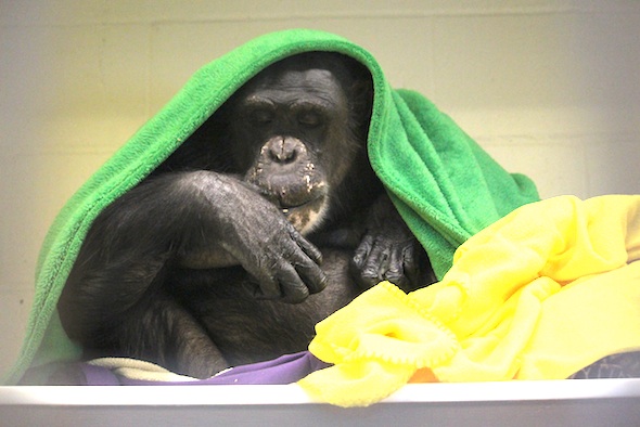 Negra under blankets