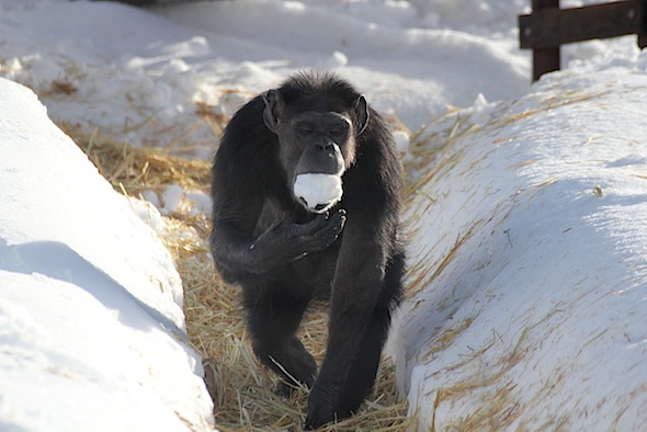 web_annie_push_snow_in_mouth_kd_IMG_7422