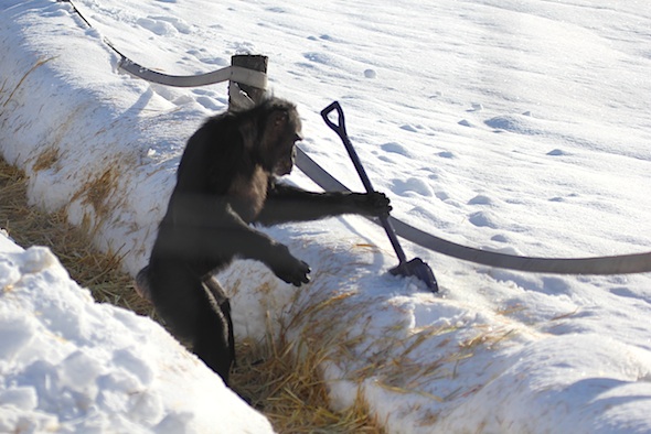 web_jamie_bipedal_shovel_snow_yh_kd_IMG_7386