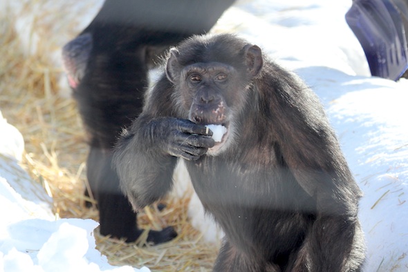 web_missy_closeup_eat_snow_bipedal_kd_IMG_7392
