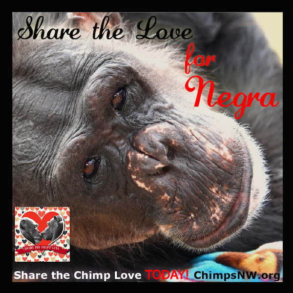 Negra Share the Love pic