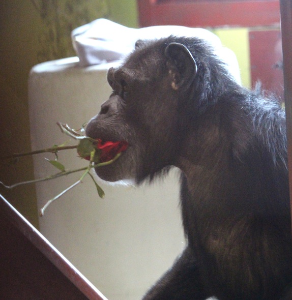 web_Annie_multiple_roses_in_mouth_Valentines_Day_PR_IMG_9092