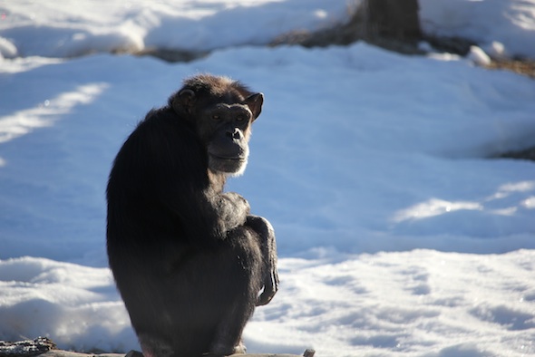 web_Annie_sit_log_triangle_snow_look_at_camera_YH_ek_IMG_7711