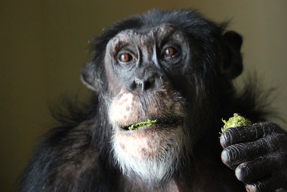 web_Burrito_chew_alfalfa_cube_FR4_jb_IMG_9033