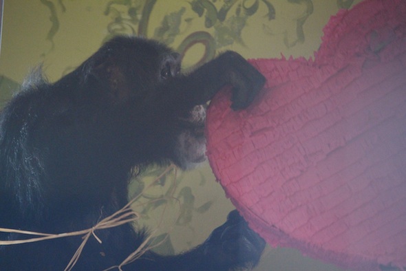 web_Burrito_open_heart_pinata_IMG_9066