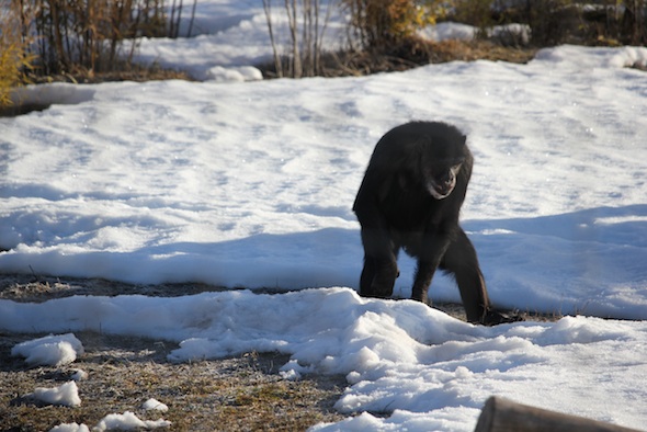 web_Missy_walk_snow_YH_ek_IMG_7690