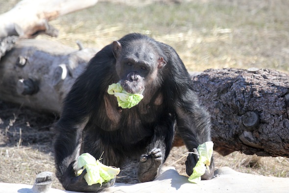 web_Negra_lettuce_mouth_hands_YH_jb_IMG_9424