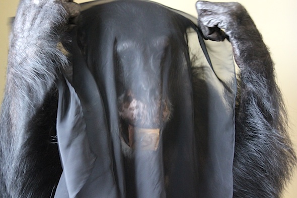 web_burrito_veil_play_V_kd_IMG_7609