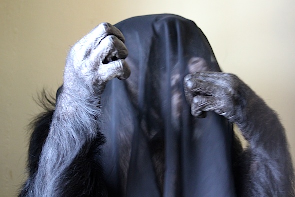 web_burrito_veil_play_X_kd_IMG_7615
