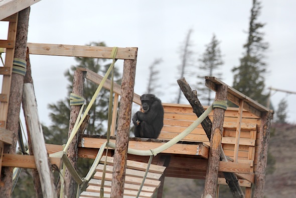 web_foxie_sit_jamies_tower_no_snow_kd_IMG_9152
