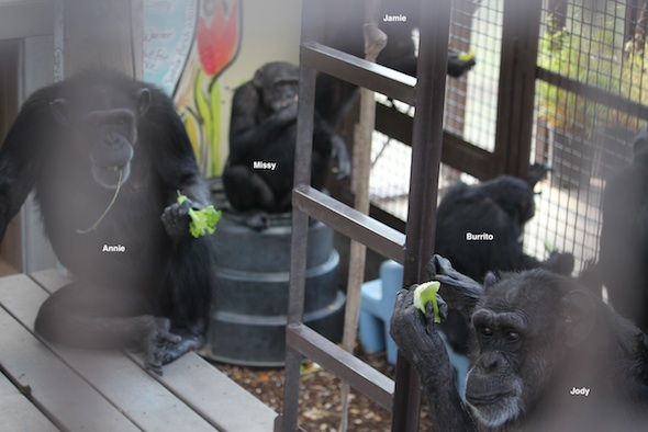web_Annie_Jody_sit_platform_eat_celery_Burrito_Jamie_Negra_in_background_GH_kh_IMG_3103