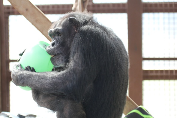 web_Annie_bite_green_egg_toy_enrichment_st_patricks_day_party_GH_ek_IMG_9725
