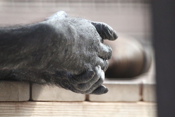 Annie's clasped hands