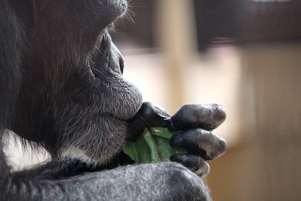 web_Annie_closeup_eat_beet_greens_gh_aw_IMG_9936
