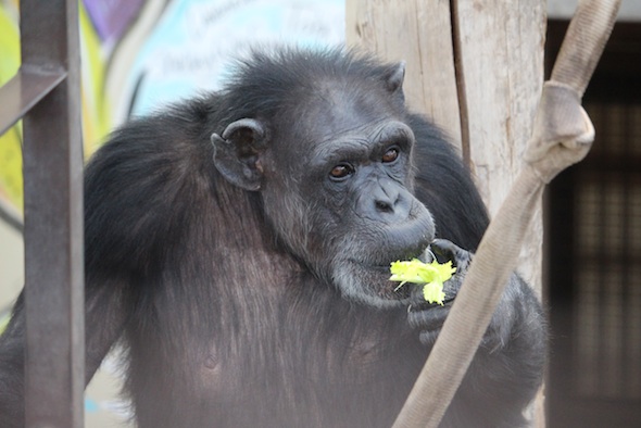 web_Annie_eat_celery_dinner_GH_kh_IMG_3100
