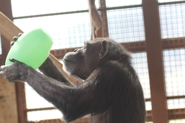 web_Annie_hold_inspect_green_egg_toy_enrichment_st_patricks_day_party_GH_ek_IMG_9723