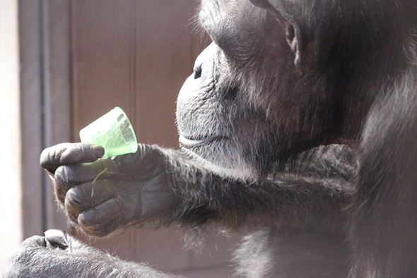 web_Annie_hold_inspect_smoothie_cup_st_patricks_day_party_aw_IMG_0105