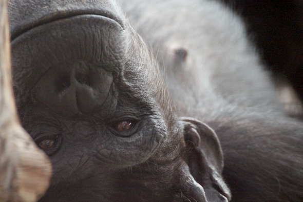 Annie close-up