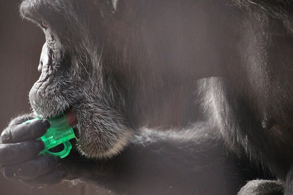 web_Foxie_profile_lick_smoothie_cup_st_patricks_day_party_GH_aw_IMG_0020