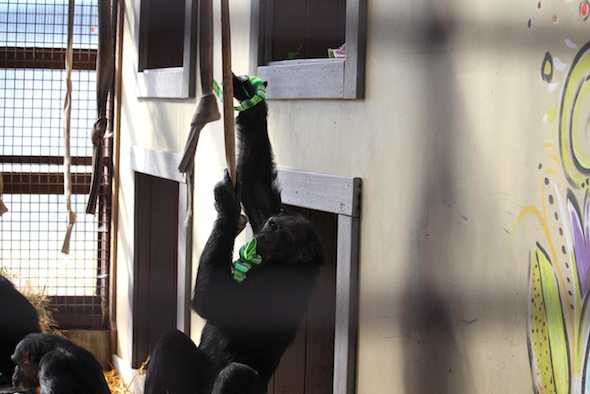 web_Jamie_swing_fire_hose_hold_apple_socks_st_patricks_day_party_GH_aw_IMG_0037