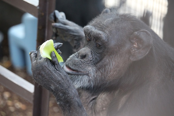 web_Jody_eat_look_at_celery_in_hand_dinner_GH_kh_IMG_3104