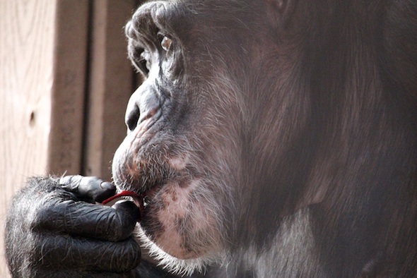 web_Missy_profile_eat_beet_gh_aw_MG_9961