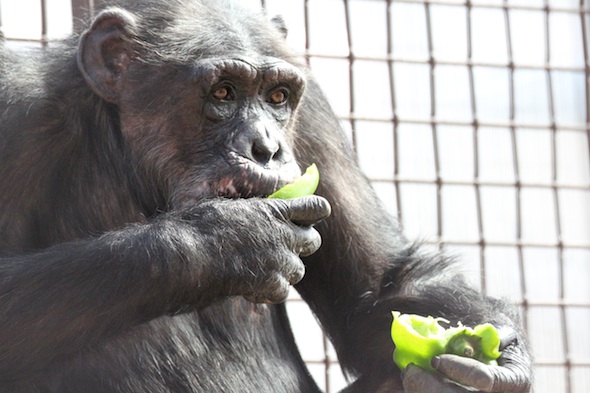 web_Missy_sit_eat_pepper_close-up_gh_dg_IMG_9750