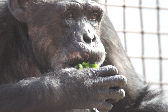 web_Missy_sit_eat_pepper_close-up_gh_dg_IMG_9752