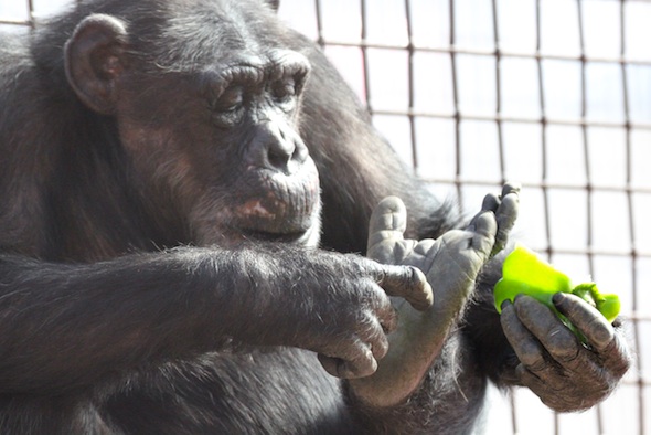 web_Missy_sit_eat_pepper_foot_close-up_gh_dg_IMG_9748