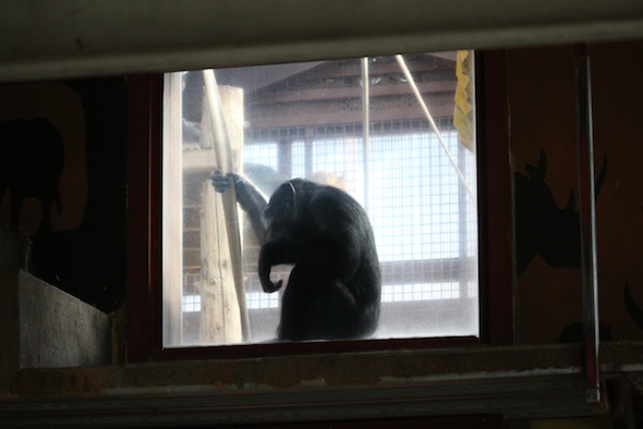 web_Missy_watch_cleaning_window_gh_aw_IMG_0303