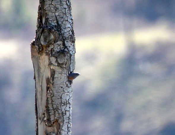 web_bluebird_nest_yh_kd_IMG_9932