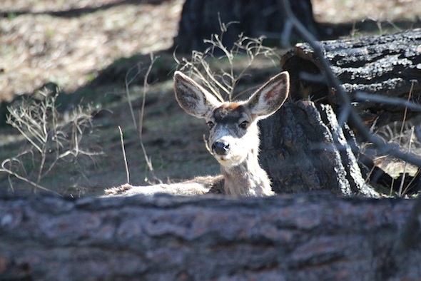 web_doe_behind_log_in_sun_kd_IMG_9697