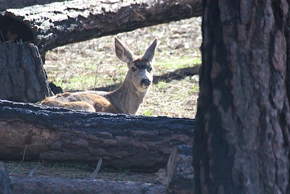 web_doe_look_camera_nest_in_sun_kd_IMG_9695