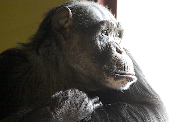 web_negra_profile_look_out_window_kd_IMG_9831