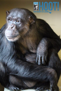 Negra
