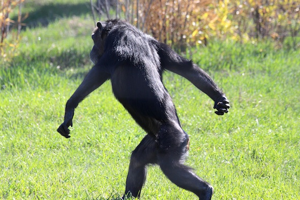 web_Annie_bipedal_walk_grass_yh_aw_IMG_0796