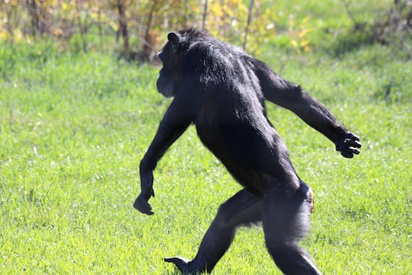 web_Annie_bipedal_yh_aw_IMG_0794