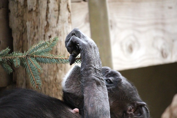 web_Jody_Christmas_tree_branch_gh_aw_IMG_1215