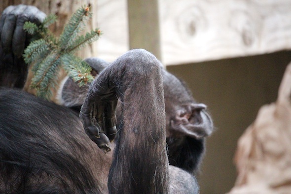 web_Jody_eat_Christmas_tree_branch_gh_aw_IMG_1211
