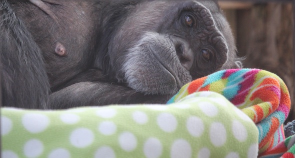 web_Jody_lie_down_blanket_nest_GH_kh_IMG_0255