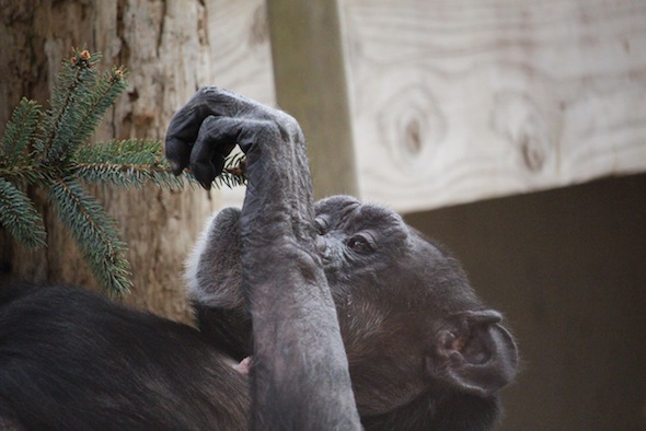 web_Jody_touch_christmas_tree_branch_gh_aw_IMG_1197