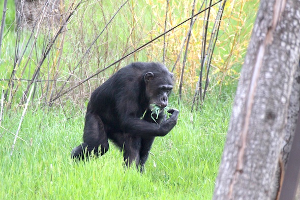 web_Missy_carry_grass_in_mouth_YH_jb_IMG_1762