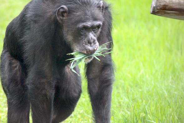 web_Missy_carry_grass_in_mouth_YH_jb_IMG_1765