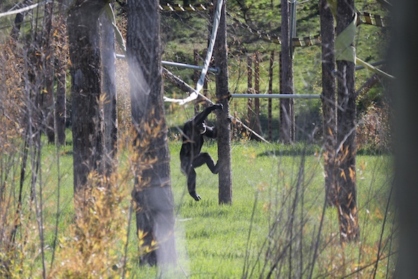 web_Missy_climb_down_pole_structure_YH_kh_IMG_0588
